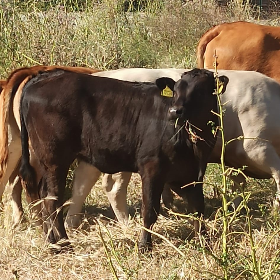 Macelleria Milazzo 